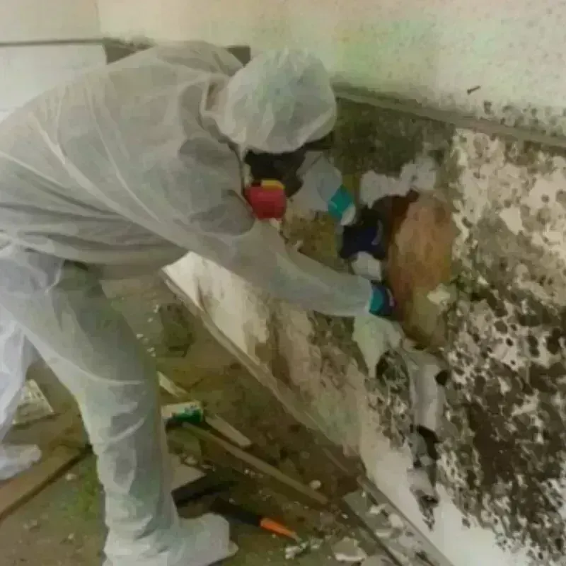 Mold Remediation and Removal in Flanders, NY